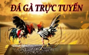 Tham Gia Ngay Đá Gà PG88: Cơ Hội Thắng Lớn Đang Chờ!